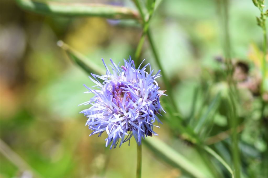 Sardegna: jasione echinata?   S, Jasione montana (=echinata)